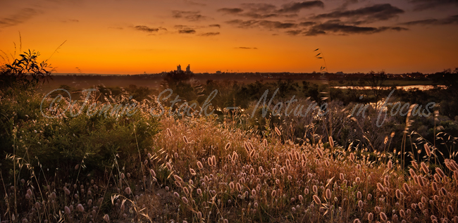 Sunrise at Herdsman ©Jennie Stock – Nature  in focus