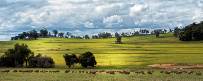 Stormy sky in the wheatbelt ©Jennie Stock – Nature  in focus lg2