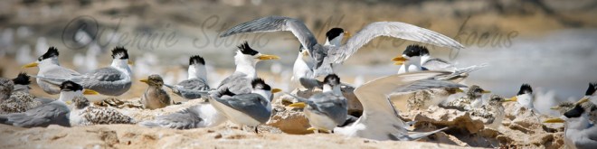 Crested tern colony