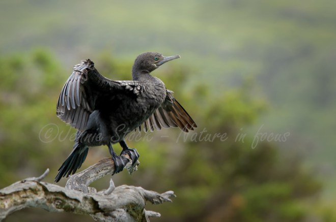 Little black cormorant drying out, Wilson Inlet.