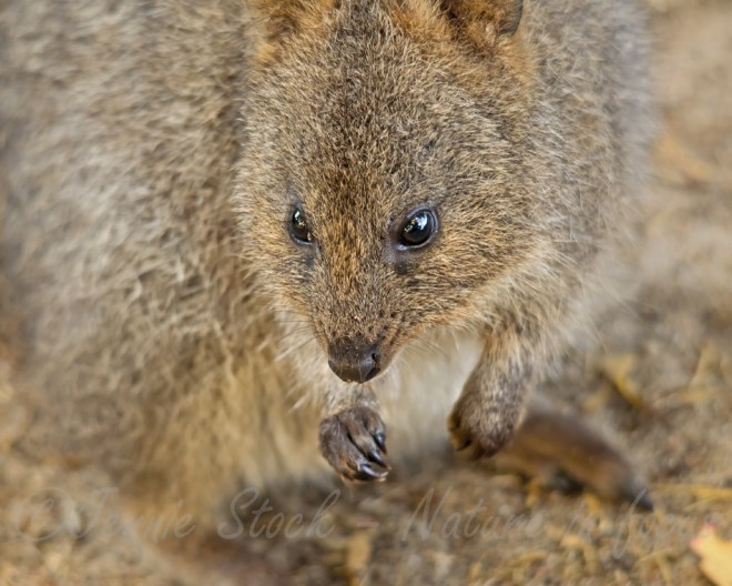 Quokka on Rottnest