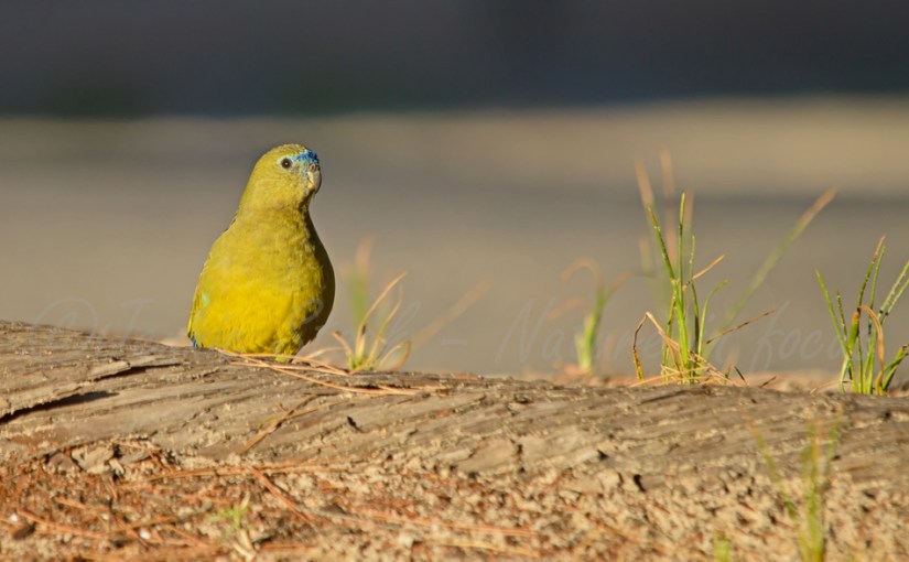 Rock parrots on&nbsp;Rottnest