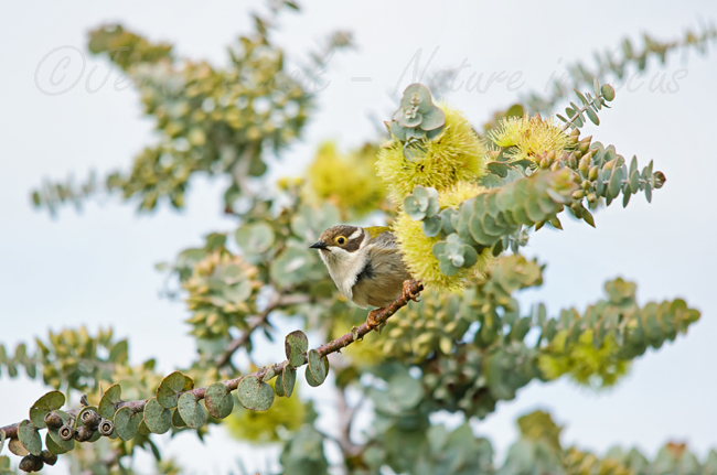 Brown-headed honeyeater hiding in the eucalypts
