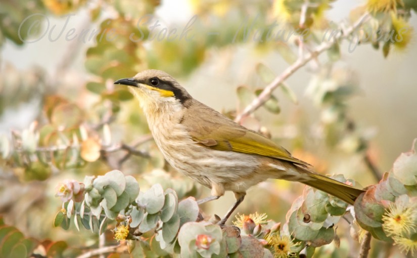 Dryandra birding