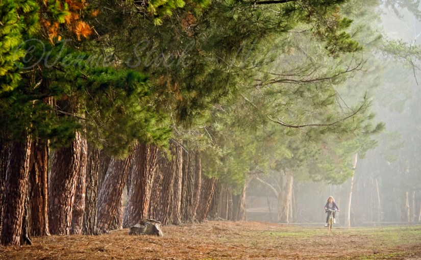 Dryandra Woodland Village