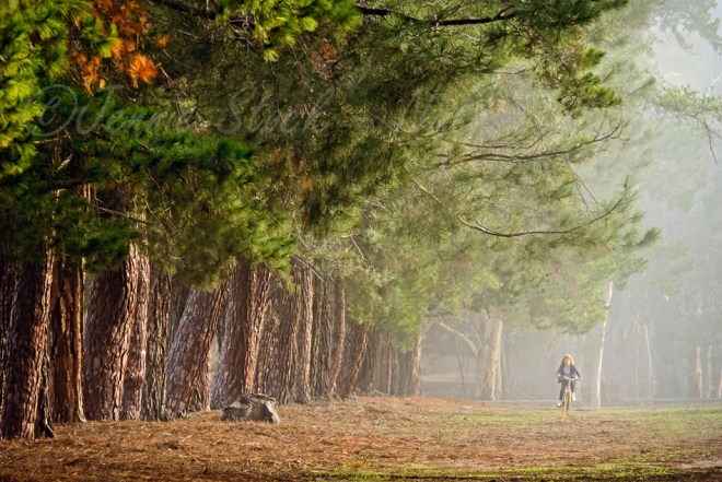 Dryandra misty morning