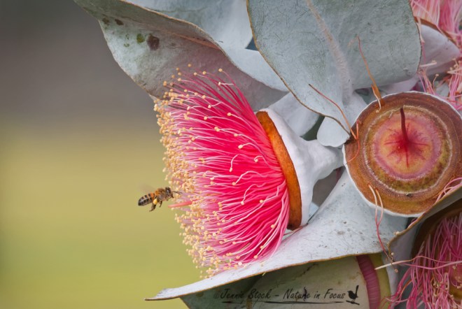 Bee visiting Eucalyptus macrocarpa