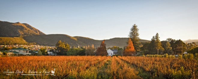 Montagu vineyard at sunrise