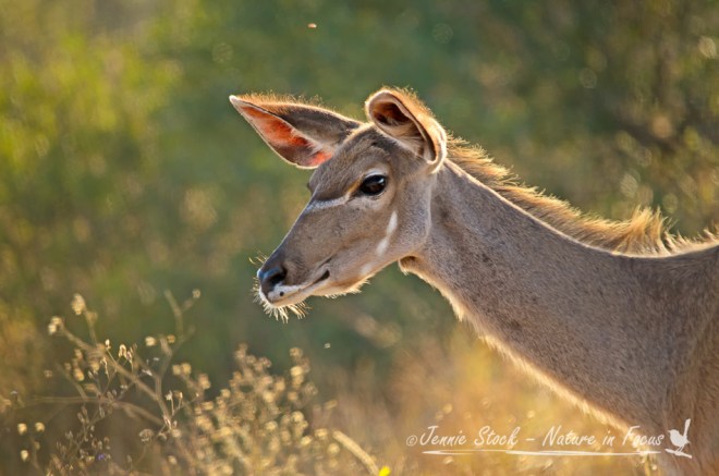 Backlit kudu doe in Kruger