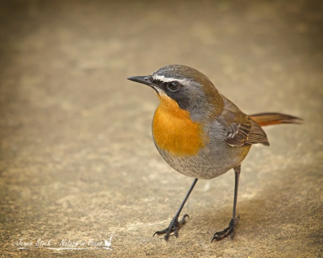 Nana's cheeky robin-chat waiting for his snack.