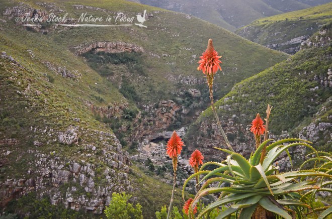 Tradouw Pass with aloes