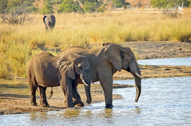 Afternoon drink at the waterhole