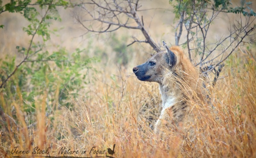 Misty morning in&nbsp;Kruger