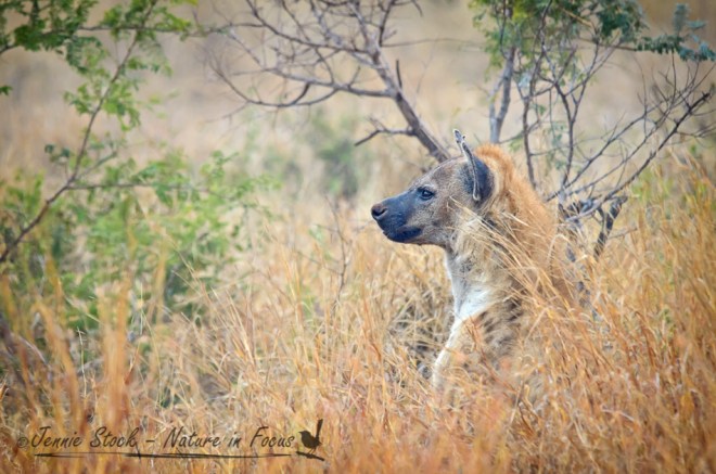 Sleepy spotted hyena on a misty morning