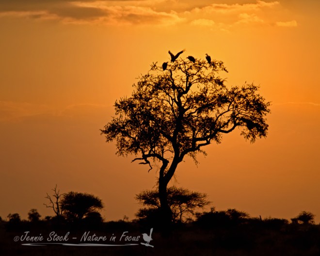 Vultures settling in a tree at sunset