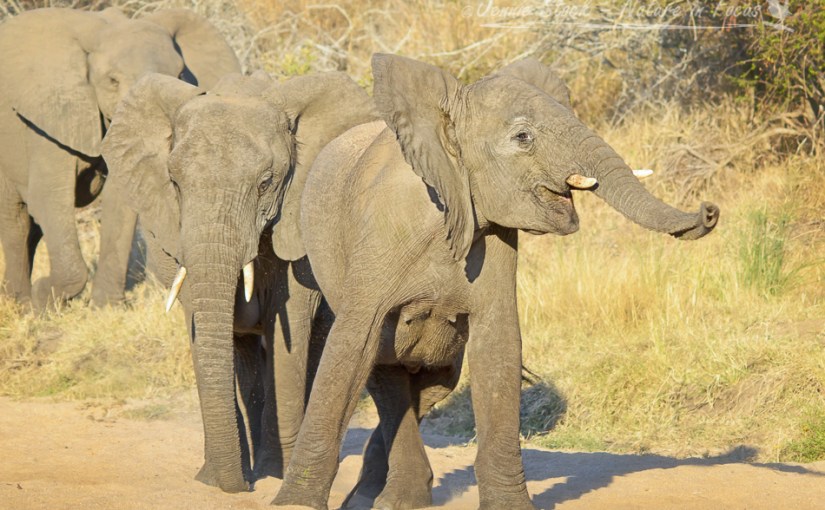 Kruger elephants