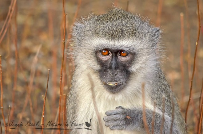 Young vervet portrait