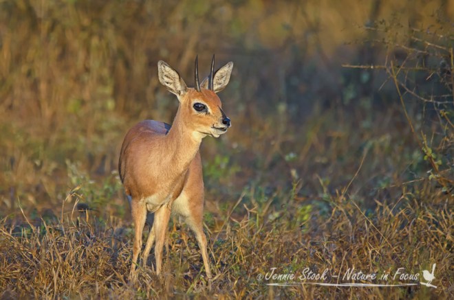 Steenbok at sunrise