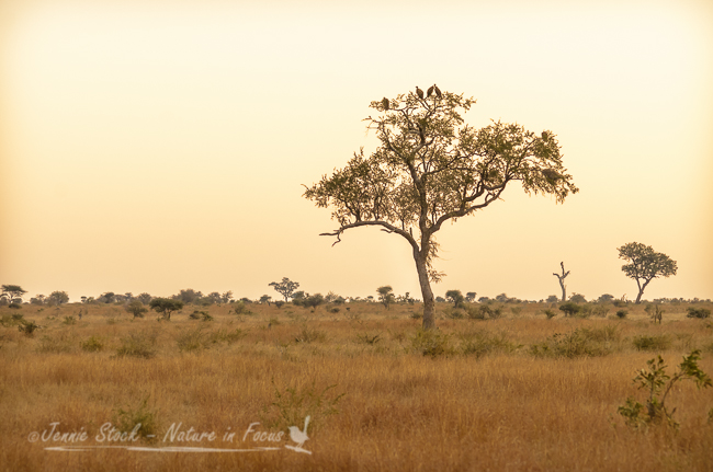 African savanna evening light