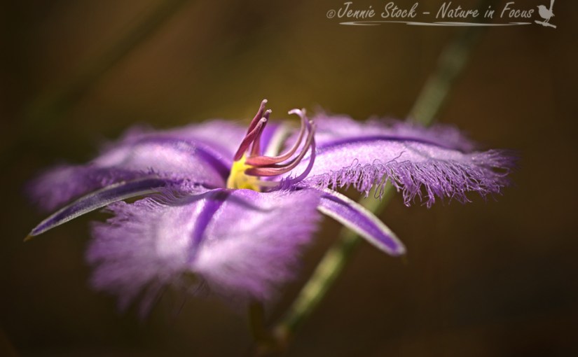 Wild flowers in Western&nbsp;Australia