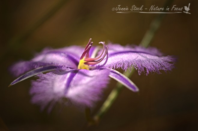 Common fringe lily (Thysanotus tuberosus)