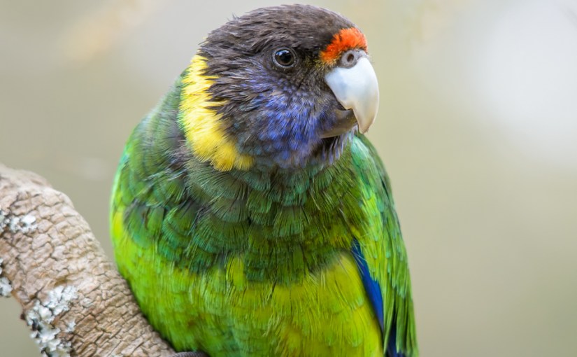 A celebration of Australian&nbsp;parrots