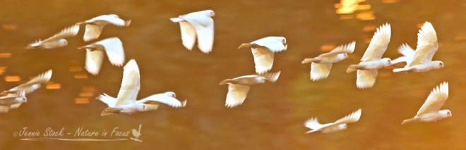 Flock of corellas at sunset