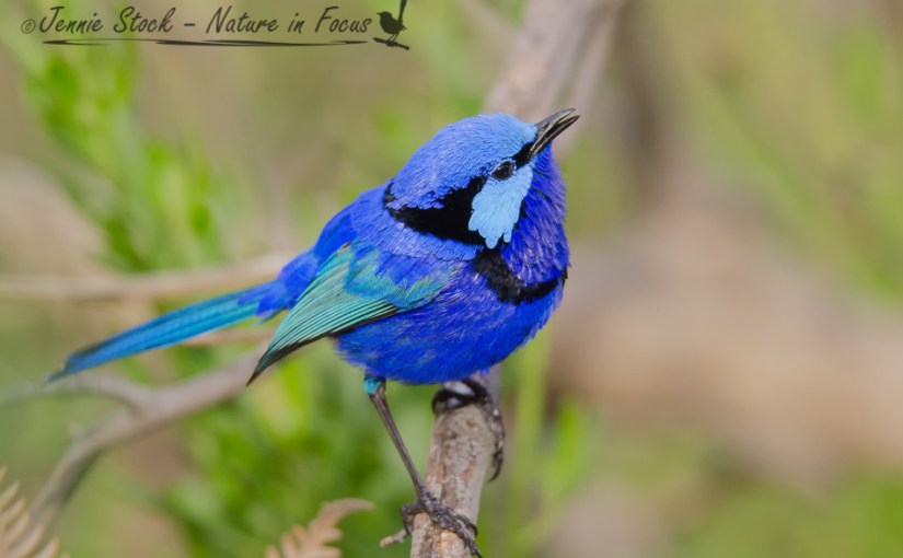 Australian “Blue Wrens”