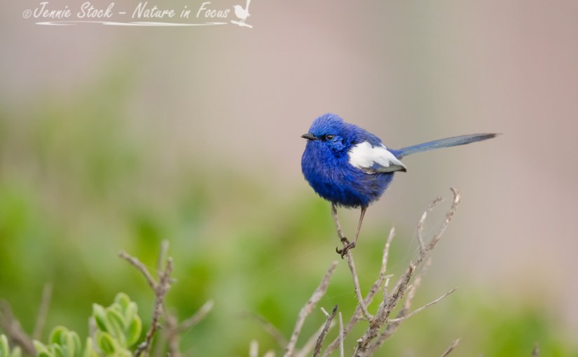 A few more&nbsp;fairy-wrens