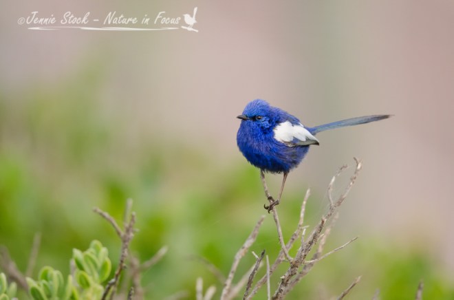 White-winged fairy-wren in breeding plumage 