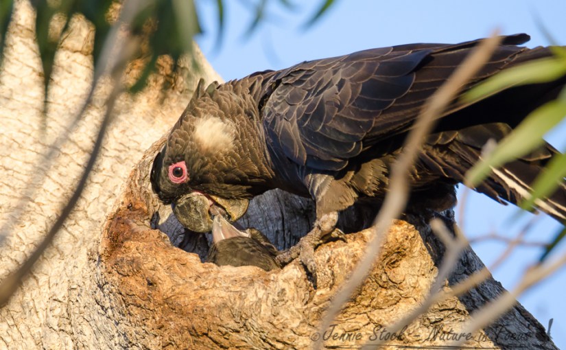 Carnaby’s chicks on&nbsp;campus