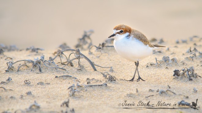 Red-capped Plover