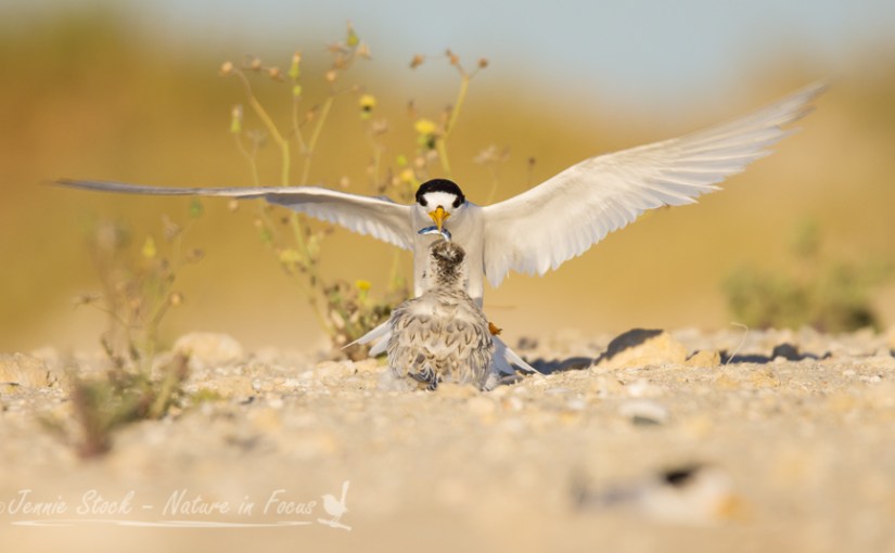 That was 2017, part&nbsp;1