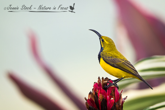 FNQ – Tablelands and&nbsp;Cairns