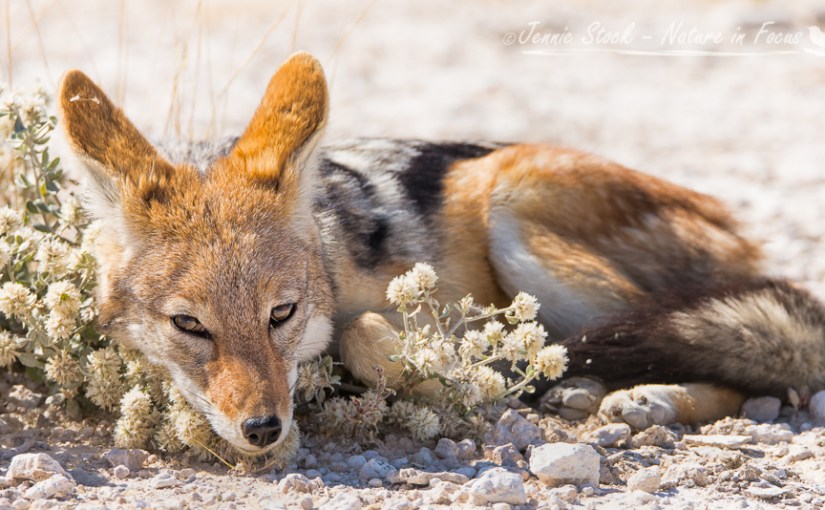 Etosha National Park